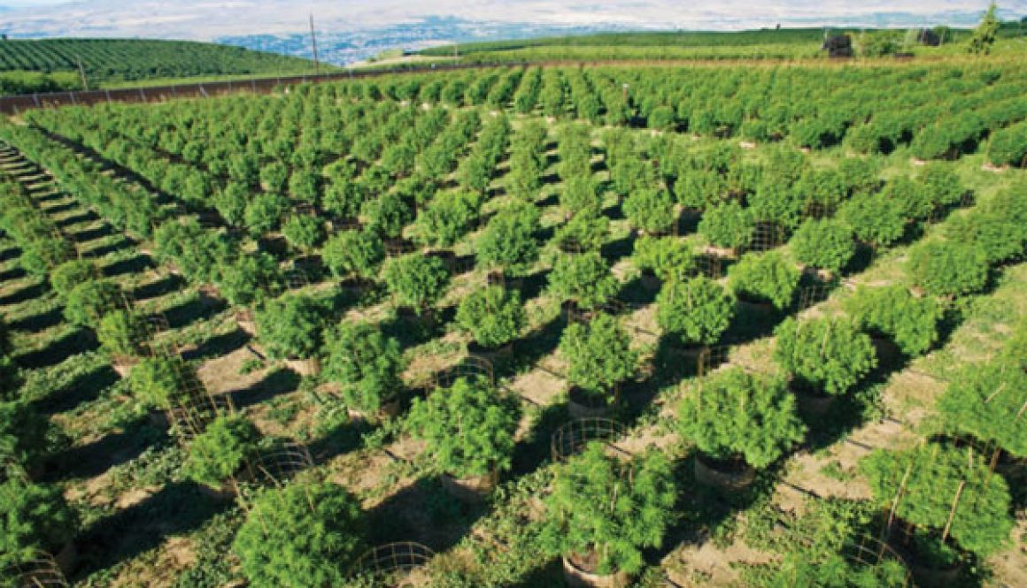 Sentinel Mountain Colorado CBD Oil